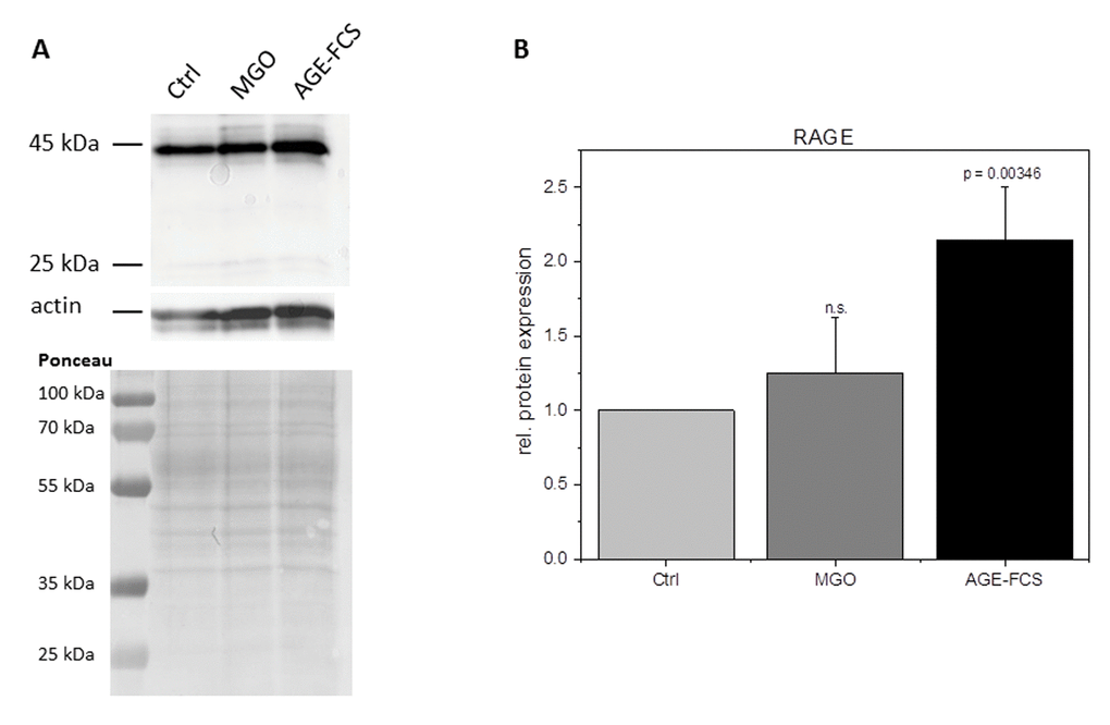 RAGE expression after glycation. THP-1 macrophages (M0) were incubated with 1 mM MGO or 10% AGE-FCS for 24 h in normal growth medium. Total protein was separated by SDS-PAGE and immunoblotting. RAGE expression was detected using an anti-RAGE antibody (ab3611); (A) and quantified in relation to actin staining (B). The Graph shows average mean of relative RAGE expression + SD of 4 independent experiments.