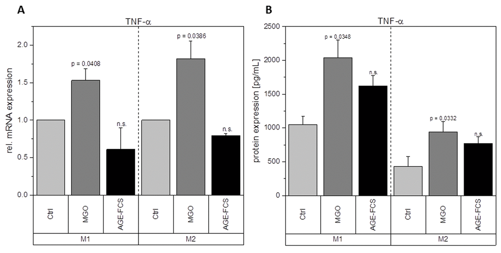 Expression of TNF-α after glycation. THP-1 macrophages were glycated with 1 mM MGO or treated with 10% AGE-FCS and polarized in M1 or M2 phenotype. Expression of TNF-α was quantified using qPCR (A). Data was normalized to untreated control cells. Graph shows average mean of relative mRNA expression + SD of 3 independent experiments. Protein secretion of TNF-α was quantified in the cell supernatant using cytometric bead array (B). Graph shows average mean of TNF-α concentration (in pg/mL) + SD of 3 independent experiments.