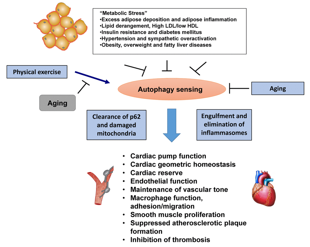 Metabolic stress and exercise on cardio-vascular function in aging. Schematic diagram displaying metabolic stress and physical exercise on cardiovascular function, and the potential impact of aging on exercise-elicited beneficial responses.