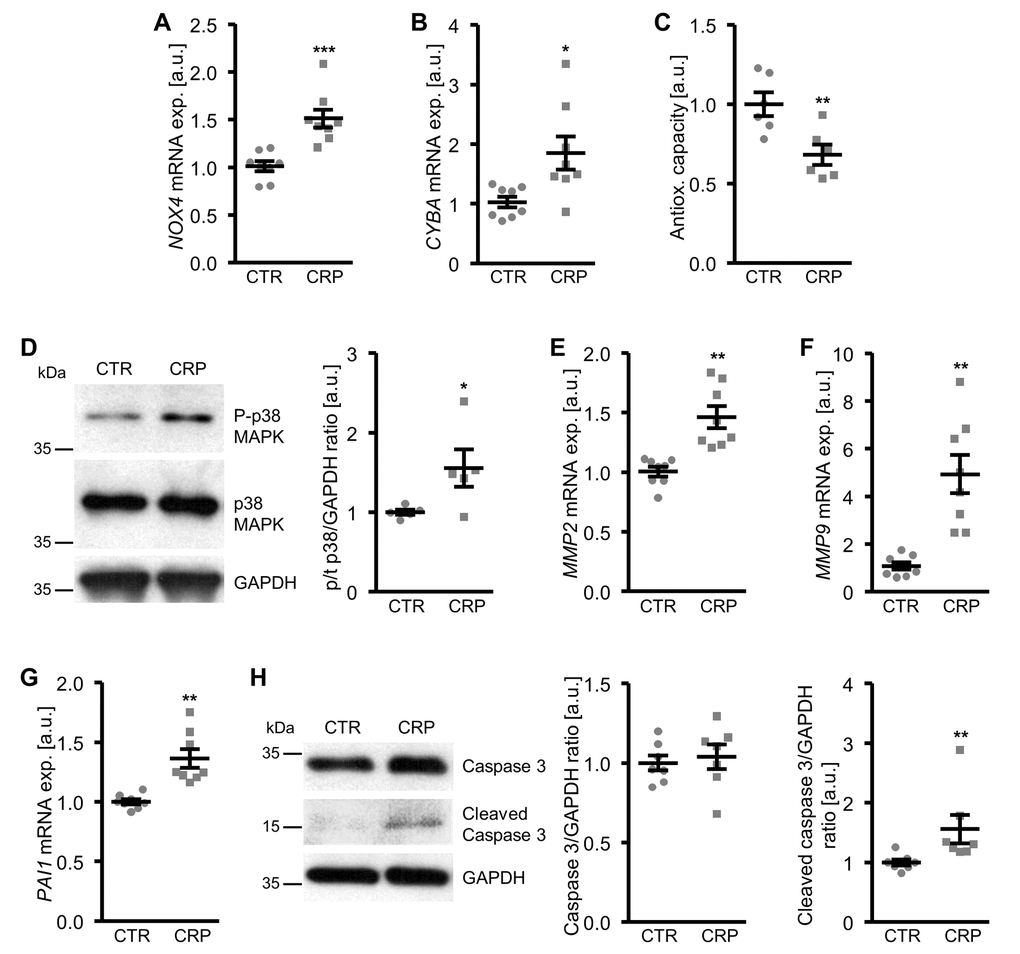 CRP increases cellular oxidative stress and oxidative stress-downstream signaling in HAoSMCs. (A, B) Scatter dot plots and arithmetic means ± SEM (n=8; arbitrary units, a.u.) of NOX4 (A) and CYBA (B) relative mRNA expression in HAoSMCs treated with control (CTR) or 10 µg/ml recombinant human CRP. (C) Scatter dot plots and arithmetic means ± SEM (n=6; a.u.) of normalized total antioxidant capacity of HAoSMCs treated with control (CTR) or 10 µg/ml recombinant human CRP. (D) Representative original Western blots and scatter dot plots and arithmetic means ± SEM (n=5; a.u.) of normalized phospho-p38/total p38/GAPDH protein ratio in HAoSMCs treated with control (CTR) or 10 µg/ml recombinant human CRP. (E-G) Scatter dot plots and arithmetic means ± SEM (n=8; a.u.) of MMP2 (E), MMP9 (F) and PAI1 (G) relative mRNA expression in HAoSMCs treated with control (CTR) or 10 µg/ml recombinant human CRP. (H) Representative original Western blots and scatter dot plots and arithmetic means ± SEM (n=7; a.u.) of normalized caspase 3/GAPDH and cleaved caspase 3/GAPDH protein ratio in HAoSMCs treated with control (CTR) or 10 µg/ml recombinant human CRP. *(p