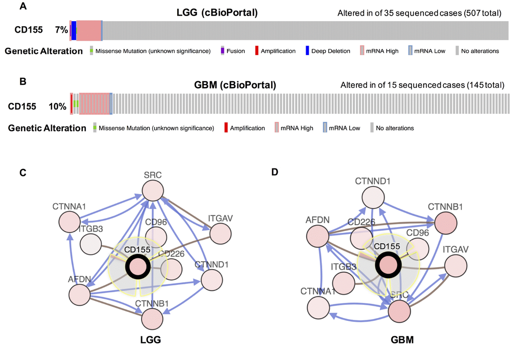 Visual summary of CD155 alterations and biological interaction network in gliomas (cBioPortal). An overview of genomic alterations in CD155 affecting individual samples (columns) in LGG (A) and GBM (B) from TCGA dataset was shown. Columns of different colors represent different types of genetic alterations. Results are derived from copy-number analysis algorithms like GISTIC or RAE, and indicate the copy-number level per gene. Deep Deletion indicates a deep loss, possibly a homozygous deletion. Amplification indicate a high-level amplification (more copies, often focal). Network view of the CD155 neighbor genes in LGG (C) and GBM (D) from TCGA dataset were generated. CD155 was set as seed genes (gene with black think border), and all other genes were automatically identified as altered in LGG and GBM. Derived from BioPAX: the red connection indicates that two proteins connected are members of the same complex, the blue connection indicates that the first protein controls a reaction that changes the state of the second protein.