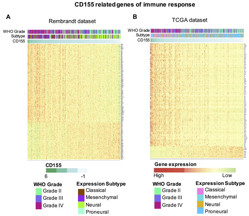 Heatmap analysis of the relationship between CD155 and immune function-related genes in glioma. The relationship between CD155 and glioma grade, molecular subtypes, and immune function-related genes are presented. Data were downloaded from the AmiGO 2 website for Rembrandt (A) and TCGA (B) datasets.