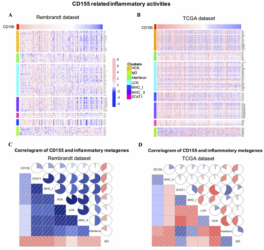 CD155-related inflammatory activities in gliomas. The relationship between CD155 and seven metagenes in are Rembrandt (A) and TCGA (B) datasets were presented as a heatmap. Correlogram showed the correlation between CD155 and seven immune-related metagenes based on Rembrandt (C) and TCGA (D) datasets.