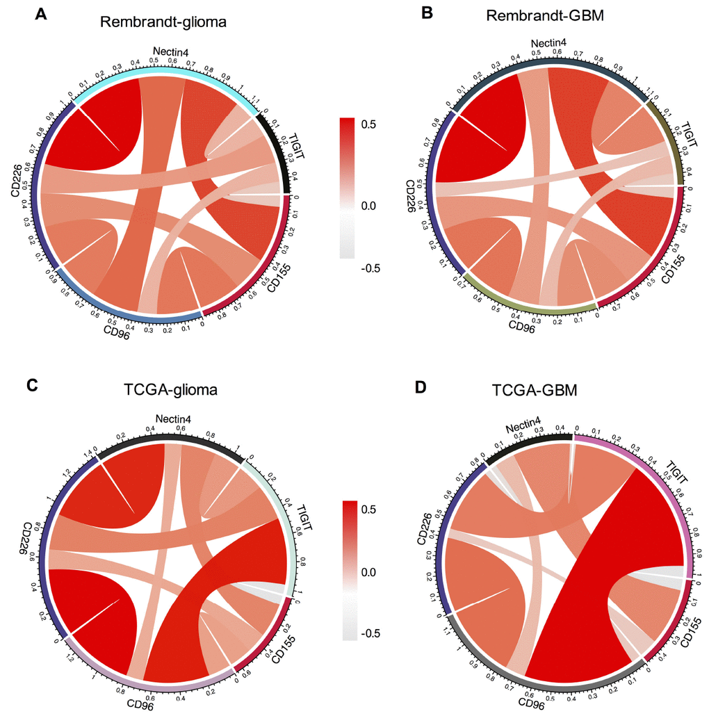 Association between CD155 and immune checkpoint markers in glioma. The correlations between CD155 and immunoglobulin family members including TIGIT, CD226, CD96 based on Rembrandt (A and B) and TCGA (C and D) datasets were presented. Ligands Nectin4 was also included in the analysis.