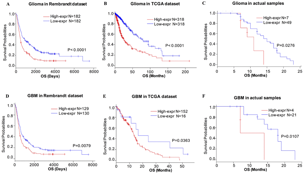 Survival analysis of glioma based on CD155 expression. Higher CD155 expression is associated with worse overall survival (OS) in patients with glioma (A–C) and GBM (D–F) based on data from Rembrandt dataset, TCGA dataset, and the follow-up data from 56 glioma samples from Xiangya Hospital.