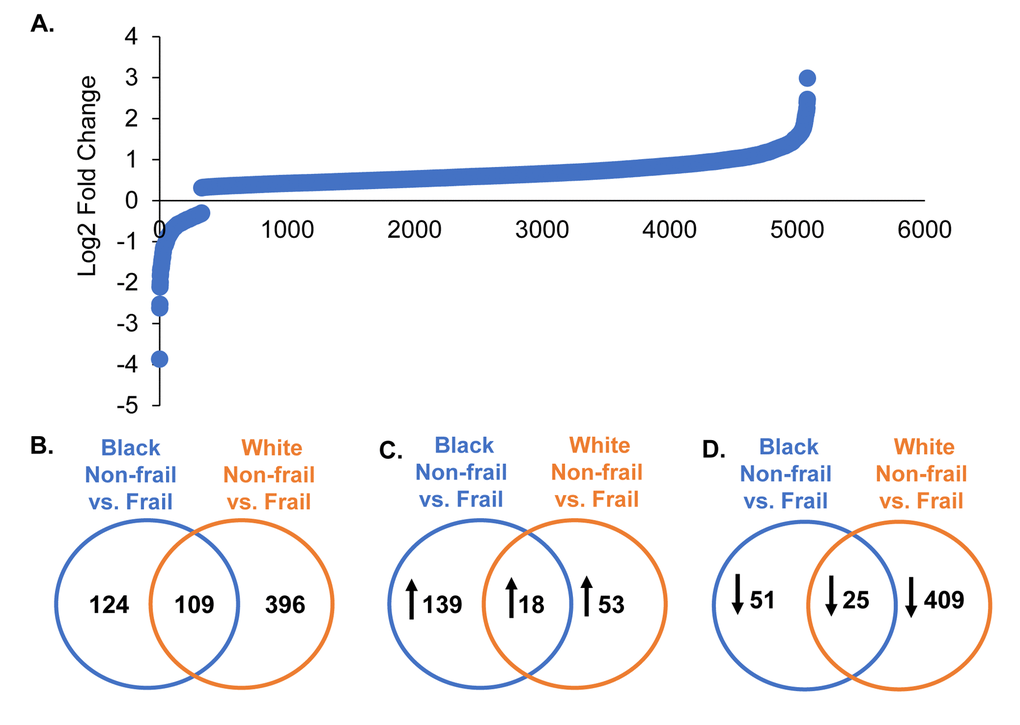 Global gene expression changes by frailty and race. Total RNA was isolated from PBMCs from non-frail and frail blacks and whites (n=16). Differential gene expression was assessed using RNA sequencing. The graph shows log2 fold change of genes significantly altered with frailty (5,082 genes) (A). A list of all these genes can be found in Supplementary Table 1. Venn diagrams of the total number of significant differentially expressed genes in blacks and whites with frailty (B). Significantly increased (C; up arrow) and decreased (D; down arrow) genes in blacks and whites with frailty.