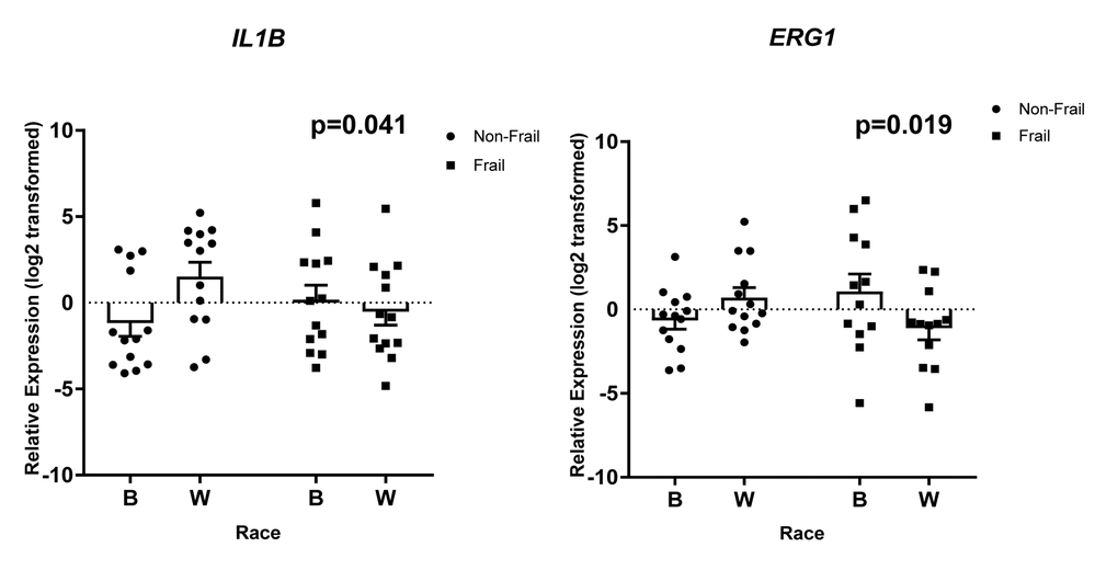 Frailty-associated changes in gene expression with race. Total RNA was isolated from PBMCs from non-frail and frail blacks and whites in the validation cohort (n=52). Gene expression was analyzed using RT-qPCR with gene specific primers. The scatter plots show the relative expression (log2 transformed) in non-frail and frail blacks (B) and whites (W). The open bars represent the mean and error bars show standard error of the mean. There is a significant two-way interaction between frailty status and race for IL1B (p=0.041) and EGR1 (p=0.019). Significance was determined using linear regression models on the log2 transformed values.