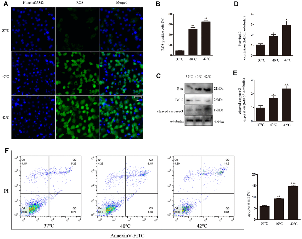 Heat stress induces ROS generation and apoptosis in bovine ovarian GCs. (A, B) Intracellular accumulation of ROS at different temperatures, quantified by DCF fluorescence. Scale bars, 50 μm. (C–E) Immunoblot analysis of Bax/Bcl-2 and cleaved caspase-3in GCs. (F) Apoptosis induction by heat stress in GCs, analyzed by FACS assay. Data represent mean ± SEM; n = 3 in each group. *P 