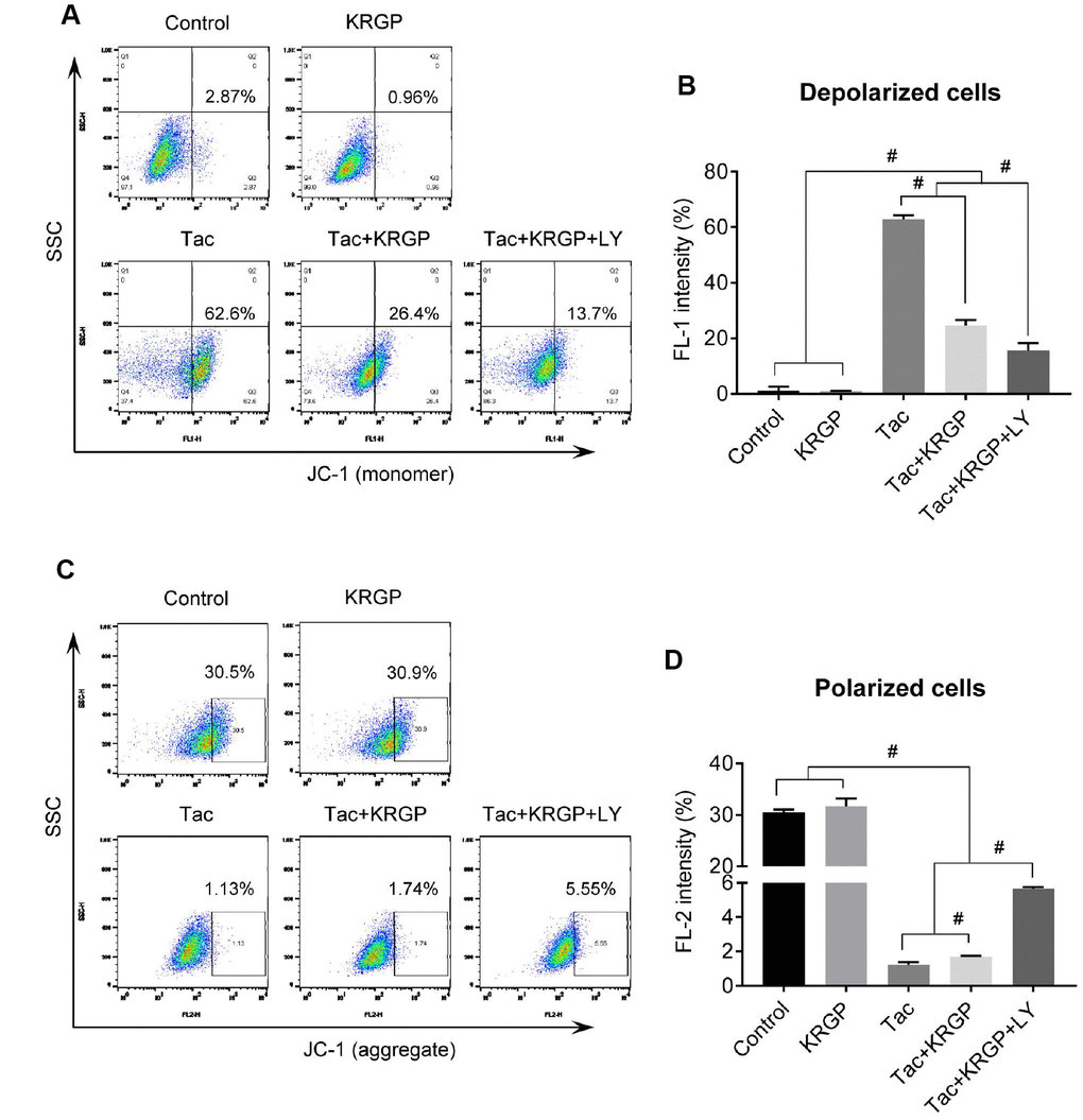 Effect of KRGP treatment on Tac-induced impairment of MMP in HK-2 cells. HK-2 cells were seeded in a culture plate at 90% confluence. On the next day, the cells were treated with Tac (50 μg/mL) in the absence or presence of 10 μg/mL KRGP and 25 μM LY294002 (LY, PI3K inhibitor) for 12 h. The cells were labeled with JC-1 to evaluate mitochondrial membrane potential (MMP) and then analyzed by flow cytometry. (A and B) Flow cytometry plots and a quantitative graph of JC-1 (monomer) for detecting mitochondrial polarized cells. (C and D) Flow cytometry plots and a quantitative graph of JC-1 (aggregate) for detecting mitochondrial depolarized cells. Data are presented as mean ± SE and are representative of at least three independent experiments. #P 