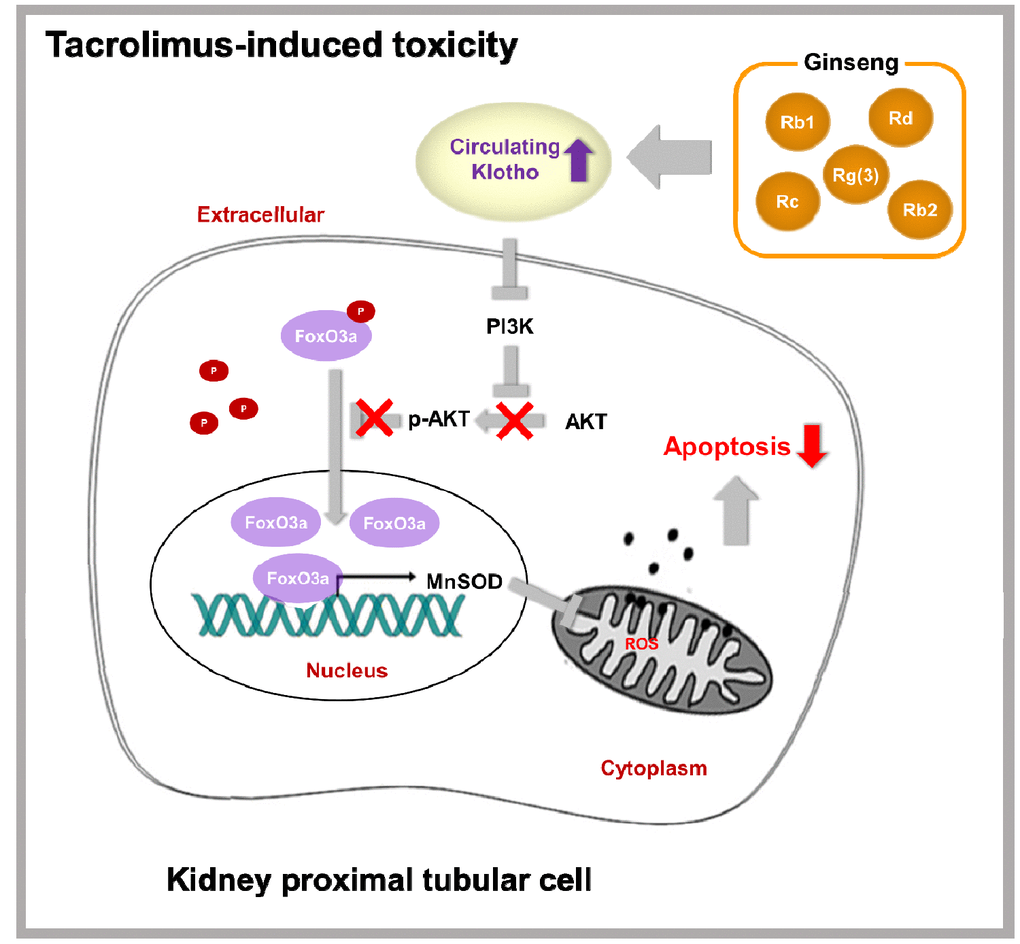 Proposed mechanism of the protective effect of KRGP upon Tac-induced renal injury.