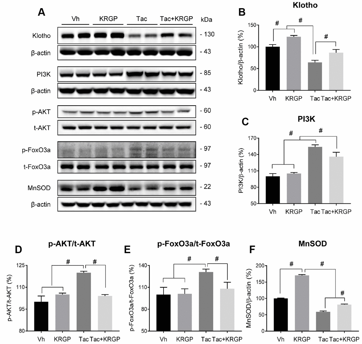 Ginseng increases Klotho expression by FoxO3mediated manganese