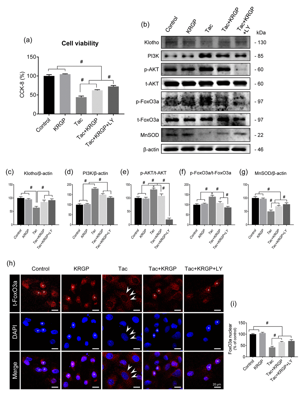 Effect of KRGP treatment on Klotho-induced MnSOD expression by regulating the PI3K/AKT/FoxO3a pathway in Tac-treated HK-2 cells. HK-2 cells were seeded in culture plates at 90% confluence. On the next day, the cells were treated with Tac (50 μg/mL) in the absence or presence of 10 μg/mL KRGP and 25 μM LY294002 (LY, PI3K inhibitor) for 12 h. Before the end of the treatment, CCK-8 solution was added to each well for 2 h to measure cell viability. (A) Cell-viability assay results of the experimental group. (B) Whole-cell lysates were collected after each 12-h drug treatment to measure the protein expression of PI3K, phosphorylated AKT (p-AKT), phosphorylated FoxO3a (p-FoxO3a), and MnSOD. All proteins were normalized to β-actin or total (t) protein controls. (C–G) Quantitative graph for immunoblot analysis in each group. (H) After each 12-h drug treatment, the cells were fixed with fixative and then immunofluorescence was performed with an antibody against t-FoxO3a. Nuclear translocation of t-FoxO3a was observed by confocal microscopy. (I) Quantitative graph for nuclear FoxO3a expression in each group. Scale bar = 20 μm. Data are presented as mean ± SE and are representative of at least three independent experiments. #P 