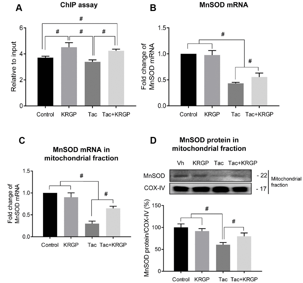 Effect of KRGP treatment on Klotho-induced FoxO3a binding to the MnSOD promoter in Tac-treated HK-2 cells. HK-2 cells were seeded in culture plates at 90% confluence. On the next day, the cells were treated with Tac (50 μg/mL) in the absence or presence of 10 μg/mL KRGP. After 12 h, the cells were harvested to detect MnSOD transcription activity after nuclear FoxO3a translocation using a ChIP assay and quantitative real-time PCR (q-PCR) for MnSOD expression. (A) The FoxO3a protein/MnSOD promoter complex was analyzed by q-PCR with primer pairs for the MnSOD-promoter region containing a FoxO3a-binding element. (B) MnSOD mRNA was detected by q-PCR in whole-cell lysates. (C and D) MnSOD mRNA and protein expression in mitochondrial fraction from each group. Relative MnSOD protein expression was presented after normalization to CoX-IV expression Relative MnSOD expression was presented after normalization to cyclophilin A expression. Data are presented as mean ± SE and are representative of at least three independent experiments. #P 