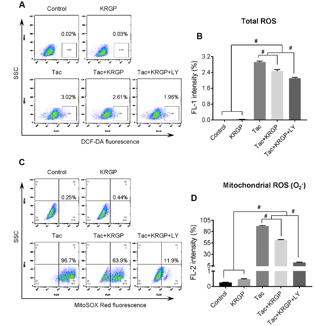 Effect of KRGP treatment on Tac-induced ROS production in HK-2 cells. HK-2 cells were seeded in a culture plate at 90% confluence. On the next day, the cells were treated with Tac (50 μg/mL) in the absence or presence of 10 μg/mL KRGP and 25 μM LY294002 (LY, PI3K inhibitor) for 12 h. The cells were exposed in DCF-DA or MitoSOX Red, and then analyzed by flow cytometry. (A and B) Flow cytometry plots and a quantitative graph of DCF-DA fluorescence for detecting total ROS. (C and D) Flow cytometry plots and a quantitative graph of MitoSOX Red fluorescence for detecting mitochondrial ROS (O2-). Data are presented as mean ± SE and are representative of at least three independent experiments. #P 