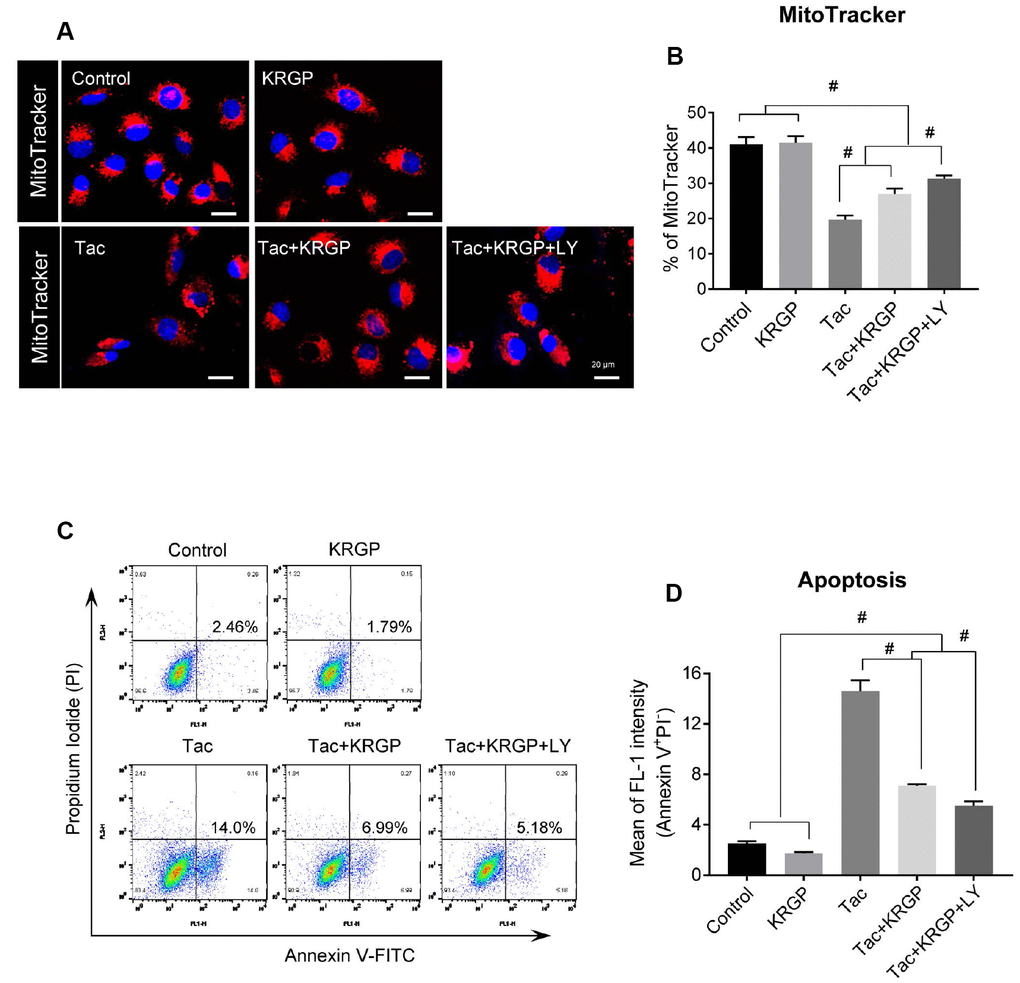Effect of KRGP treatment on Tac-induced mitochondrial damage and apoptosis in HK-2 cells. HK-2 cells were seeded in a culture plate at 90% confluence. On the next day, the cells were treated with Tac (50 μg/mL) in the absence or presence of 10 μg/mL KRGP and 25 μM LY294002 (LY, PI3K inhibitor) for 12 h. The cells were exposed to MitoTracker or Annexin V-FITC and PI, and then analyzed by confocal microscopy and flow cytometry. (A and B) MitoTracker staining to detect the number of mitochondria by confocal microscopy. (C and D) Flow cytometry histograms and a graph of annexin V and PI labeling. Data are presented as mean ± SE and are representative of at least three independent experiments. #P 