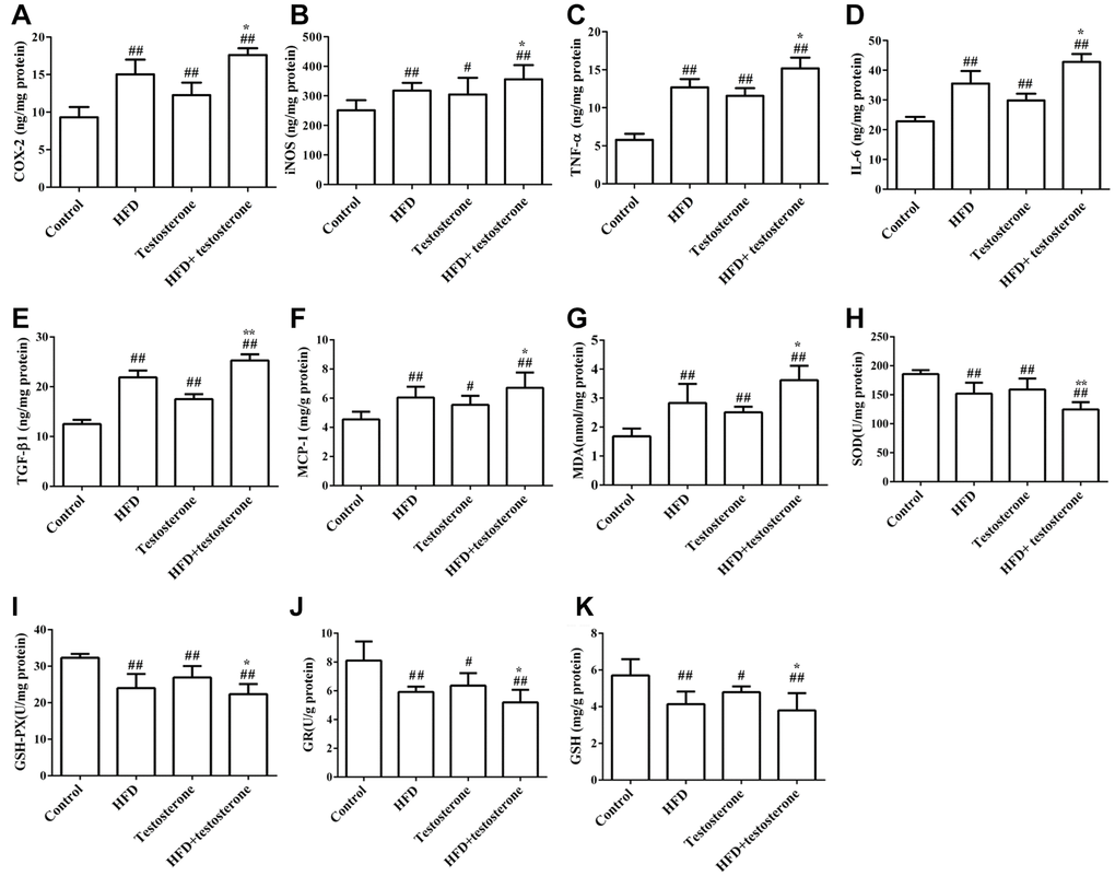 Effects of a long-term HFD on prostatic COX-2, iNOS, TNF-α, IL-6, TGF-β1, MCP-1, MDA, SOD, GSH-Px, GR, and GSH (A–K) levels by ELISA. Results are representative of three independent experiments. ##p#p