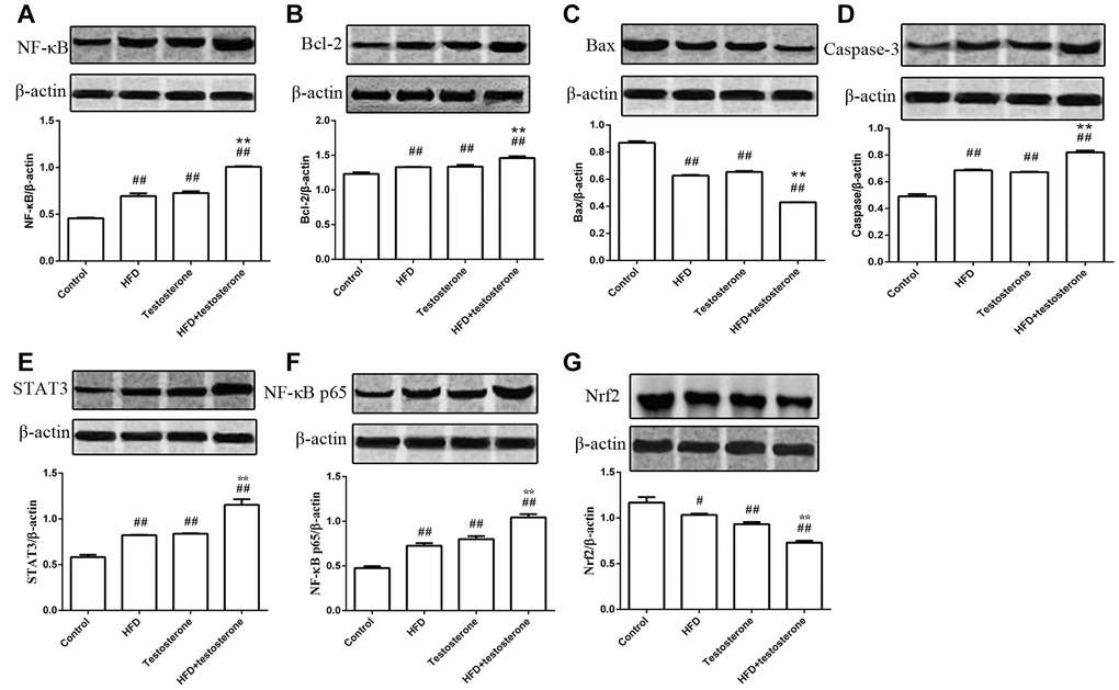Effects of a long-term HFD on the expression of NF-κB, Bcl-2, Bax, caspase-3, STAT3, NF-κB, p65, and Nrf2 protein.##p#p