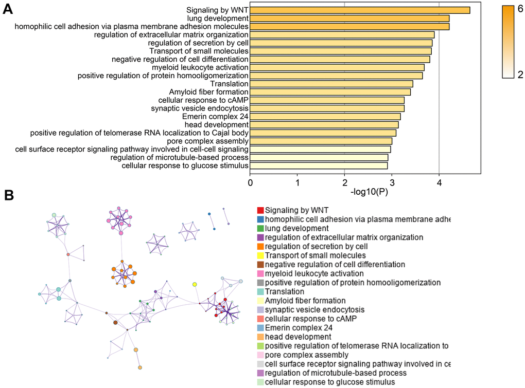 Pathway enrichment analysis of EI and ES genes. (A) The pathway enrichment results of EI and ES genes. (B) The network diagram of interacting genes.