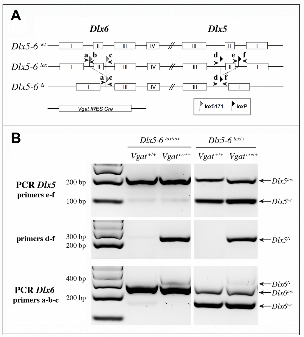 Strategy of Dlx5 and Dlx6 simultaneous invalidation and mouse genotyping. (A) Exons 2 of Dlx5 and Dlx6 were respectively framed with loxP and lox5171 sequences as described in [35]. In the presence of a Slc32a1-IRES-Cre(Vgat-Cre), exons II of Dlx5 and Dlx6 are deleted in GABAergic interneurons generating a Dlx5-6Δ allele. Arrowheads indicate the position and name (a to f) of the primers used for genotyping. (B) PCRs on cortical DNA extracts. Primers a, b, c and d, e, f were respectively utilized to reveal Dlx6 and Dlx5 recombination. The floxed and wild type Dlx5 alleles (primers e-f) were revealed in a separate PCR than that used to reveal the recombinant (Dlx5Δ) allele (primers d-f). Wild type, floxed and recombinant Dlx6 alleles were identified with a single PCR with primers a, b, c. In the presence of Cre recombinase, a band corresponding to the recombinant allele (Δ) can be detected for both Dlx5 (primers d-f) and Dlx6 (primers a, b, c) in VgatΔDlx5-6. In VgatΔDlx5-6/+ mice wild type and recombinant alleles are detected.