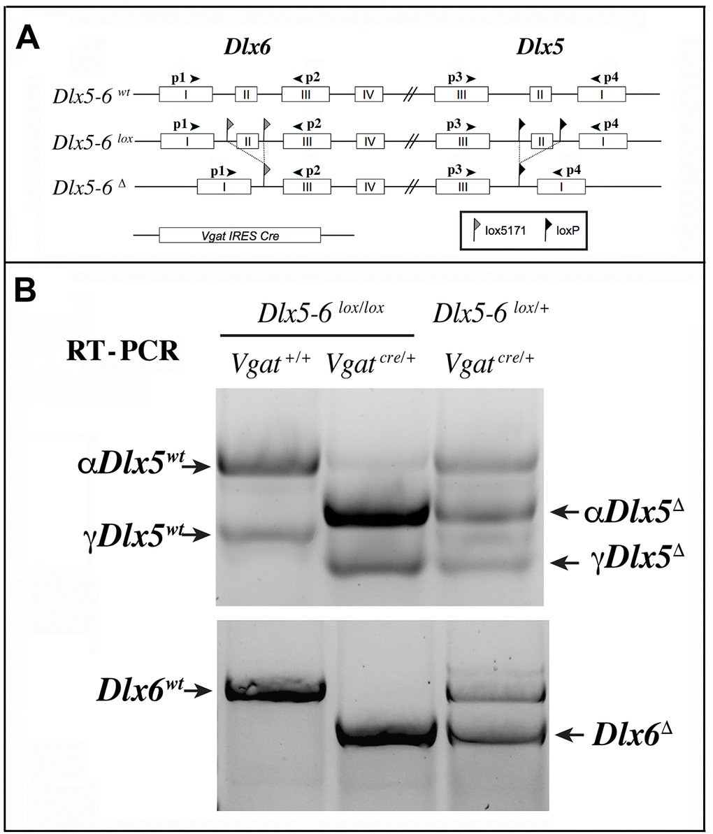 RT-PCR analysis of Dlx5 and Dlx6 expression in the cerebral cortex. (A) Primers p1 to p4 were used to analyze the presence of Dlx5 and Dlx6 transcripts in reverse-transcribed RNA extracts from adult cerebral cortex fragments. (B) Two known splice variants of Dlx5(αDlx5 and γDlx5, [58]) were amplified with primers p3 and p4. Deletion of exon II shifted both bands giving rise to αDlx5Δ and γDlx5Δ. A small fraction of Dlx5 transcripts, possibly corresponding to expression of this gene in non-GABAergic cells or a few non-cre expressing Vgat-positive cells, was not recombined. Dlx6 transcripts were amplified with primers p1 and p2 and did not show any splice variants.