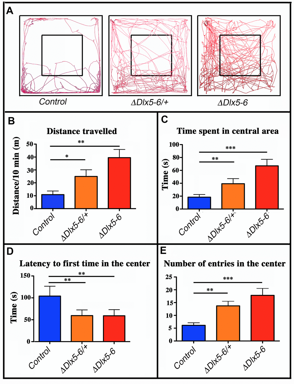 Behavioral response in an open field test. (A) Travel pathway (red) of illustrative examples of control, VgatΔDlx5-6/+ and VgatΔDlx5-6 mice (ΔDlx5-6/+ and ΔDlx5-6 respectively) filmed for 10 min in the open field test arena (72x72 cm larger square perimeter). The central region (36x36 cm) is indicated by the smaller square. VgatΔDlx5-6/+ and VgatΔDlx5-6 animals travelled a significantly longer distance than their control littermates (B) and spent more time in the center of the open field (C), where they entered more rapidly (D) and more frequently (E). Histograms bars indicate the mean±SEM; One way ANOVA, post hoc analysis by Tukey’s HSD (Controls: n = 45 and VgatΔDlx5-6/+: n = 38, VgatΔDlx5-6 : n=34): ***: p