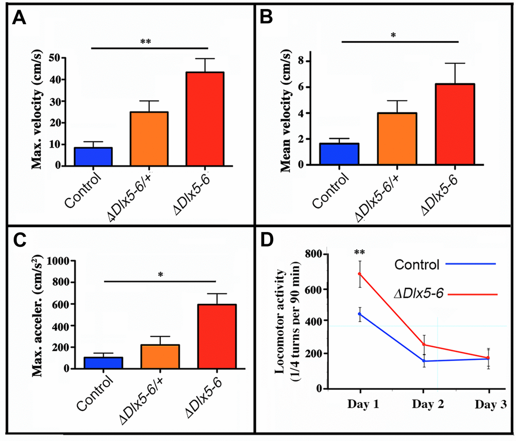 Mouse velocity and acceleration in an open field test. Maximal (A) and average (B) velocity and maximal acceleration (C) of mice in the open field test (see Figure 2). During the 10 minutes test the velocity and acceleration of mutant mice was significantly higher than that of controls. (D) Locomotor activity was measured on a 90 min period in a circular corridor for three consecutive days. Only the first day a significant difference was observed suggesting an increased response to novelty of mutant mice. One way (A, B, C) and repeated two way (D) ANOVA tests, Bonferroni post-hoc test p