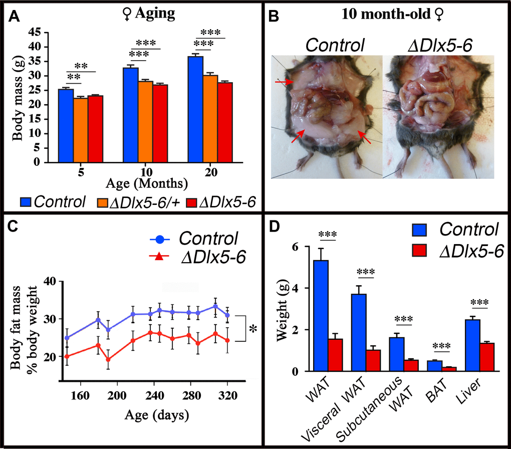 Reduced weight and adipose tissue in VgatΔDlx5-6/+ and VgatΔDlx5-6 mice. (A) The body weight of a cohorts of female control, VgatΔDlx5-6/+ and VgatΔDlx5-6 mice (n ≥ 8 per group) was measured during the first 20 months of aging. At all time points analyzed VgatΔDlx5-6/+ and VgatΔDlx5-6 mice (male (Supplementary Figure 7) and female) presented a highly significant weight reduction. (B–D) Gross anatomical inspection (B), MRI analysis (C) and dissected organ weight (D) confirmed a dramatic reduction of visceral and subcutaneous WAT and of BAT in VgatΔDlx5-6 mice (n=11 controls, n=7 VgatΔDlx5-6). Mann-Witney test; ***: p