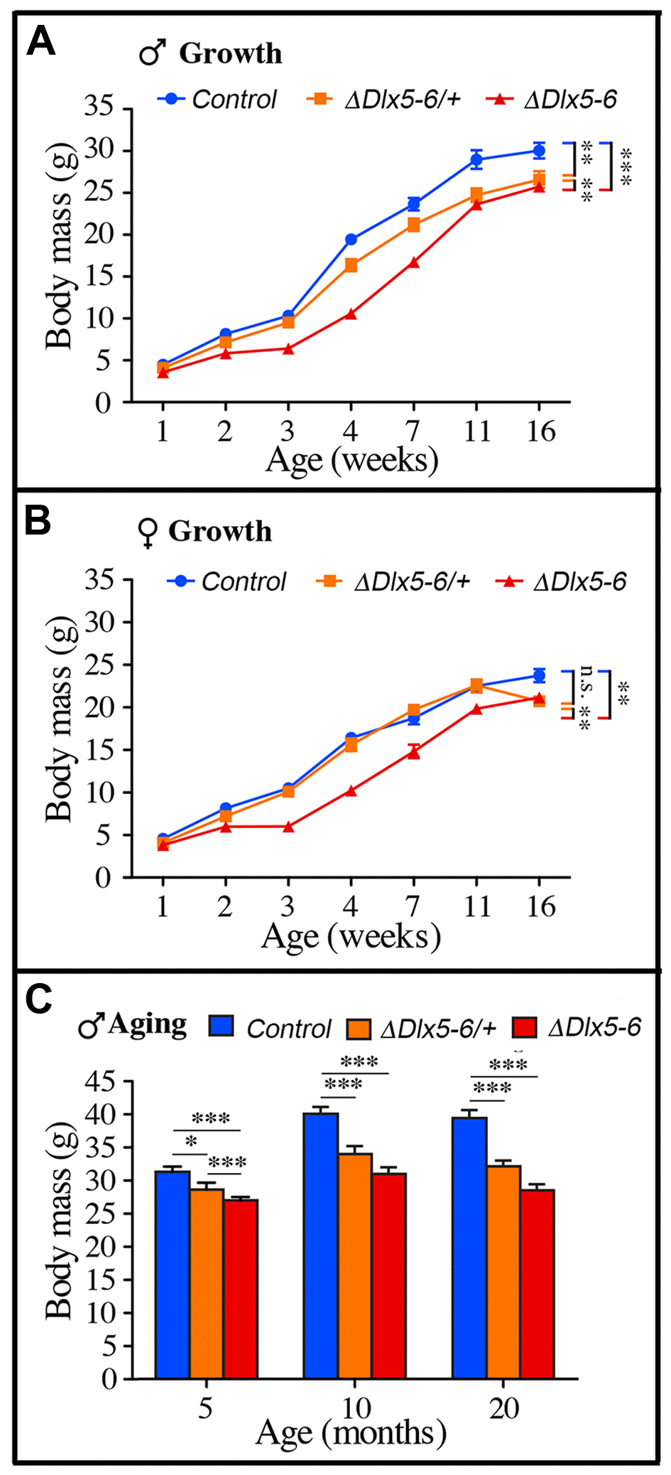Weight measures during growth and aging. (A-B) The body weight of cohorts of male (A) and female (B) control, VgatΔDlx5-6/+ and VgatΔDlx5-6 mice was measured during the first 16 weeks of growth. At all time points, VgatΔDlx5-6 mice (male and female) displayed a significant weight reduction; VgatΔDlx5-6/+ males had also a significantly lower weight, while, during growth, until 11 weeks of age, the weight of female VgatΔDlx5-6/+was not significantly different than controls (B). (C) The body weight of a cohorts of male control, VgatΔDlx5-6/+ and VgatΔDlx5-6 mice (n ≥ 8 per group) was measured during the first 20 months of aging. At all time points analyzed VgatΔDlx5-6/+ and VgatΔDlx5-6 male mice presented a highly significant weight reduction.