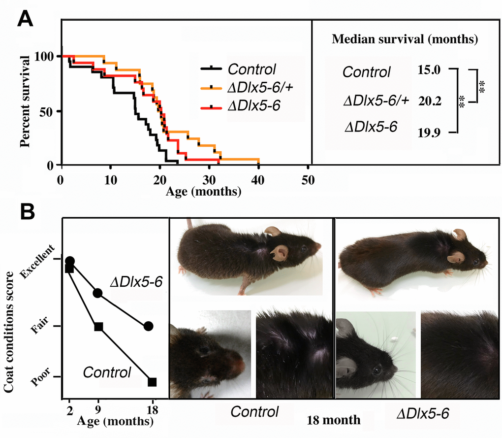 Extended lifespan and healthspan of VgatΔDlx5-6/+ and VgatΔDlx5-6 mice. (A) Kaplan-Meier survival plots. The median survival of VgatΔDlx5-6/+ and VgatΔDlx5-6 mice is 33% longer than that of their control littermates. (B) Scoring of coat conditions of aging control and VgatΔDlx5-6 mice. At 2, 9 and 18mo the external appearance (alopecia; coat conditions; loss of fur colour; loss of whiskers) was quantified on two groups (n=12 each) of mutant animals and normal controls [38]. Right panels show the coat conditions of two representative control and VgatΔDlx5-6 18mo old animals. Log rank test was performed, **: p