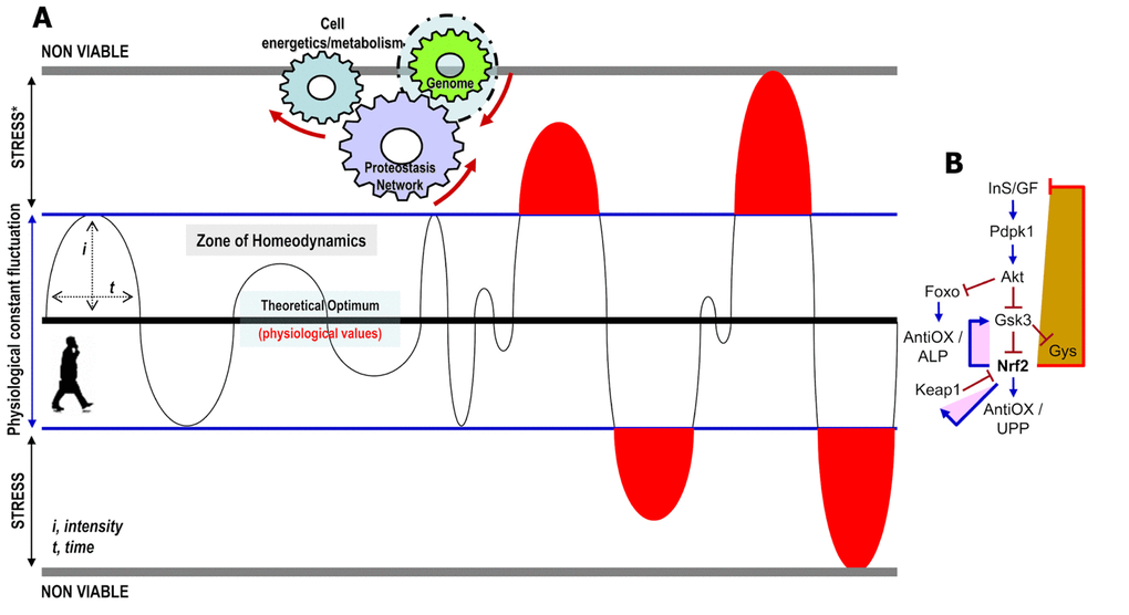 Stress responses are normal reactions to the demands of life. (A) The myriads of physicochemical parameters that characterize an organism fluctuate constantly around an optimum. The intensity and duration of fluctuation may vary for different parameters; yet by the combined action of their respective sensors (mostly transcription factors) these values tend to remain (at least while young) within a physiological range (zone of homeodynamics). The zone of stress in a medical or biological context is defined as a physical or mental condition that causes tension. Stress is caused by either molecules that exceed a physiological concentration (e.g. ROS) or by external (e.g. UV, pollutants, drugs, etc) stressors. Stress responses launch specific genomic alterations that readjust the cellular proteostatic and metabolic networks in order to normalize non-physiological values and/or neutralize external stressors. (B) Stress-mediated Nrf2 activation triggers (among others) an adaptive metabolic response which by suppressing (as part of a negative feedback loop) the InS/GF axis indirectly reallocates resources from growth and longevity to somatic preservation and stress tolerance [7]. In the young organism Nrf2 activation gradually relieves stress; yet, for the circuit to close this process has to be tightly linked with parallel Nrf2 inactivation. The latter is ensured by evolutionary favored build-in negative feedback loops that in the case of Nrf2 trigger both its functional inactivation (e.g. by Gsk3) and/or its physical elimination (e.g. Keap1-mediated degradation) [7]; explaining thus, why Nrf2 (and most other stress sensors) is a short-lived protein with low basal levels (→ denotes positive regulation and ┤a negative regulatory effect).