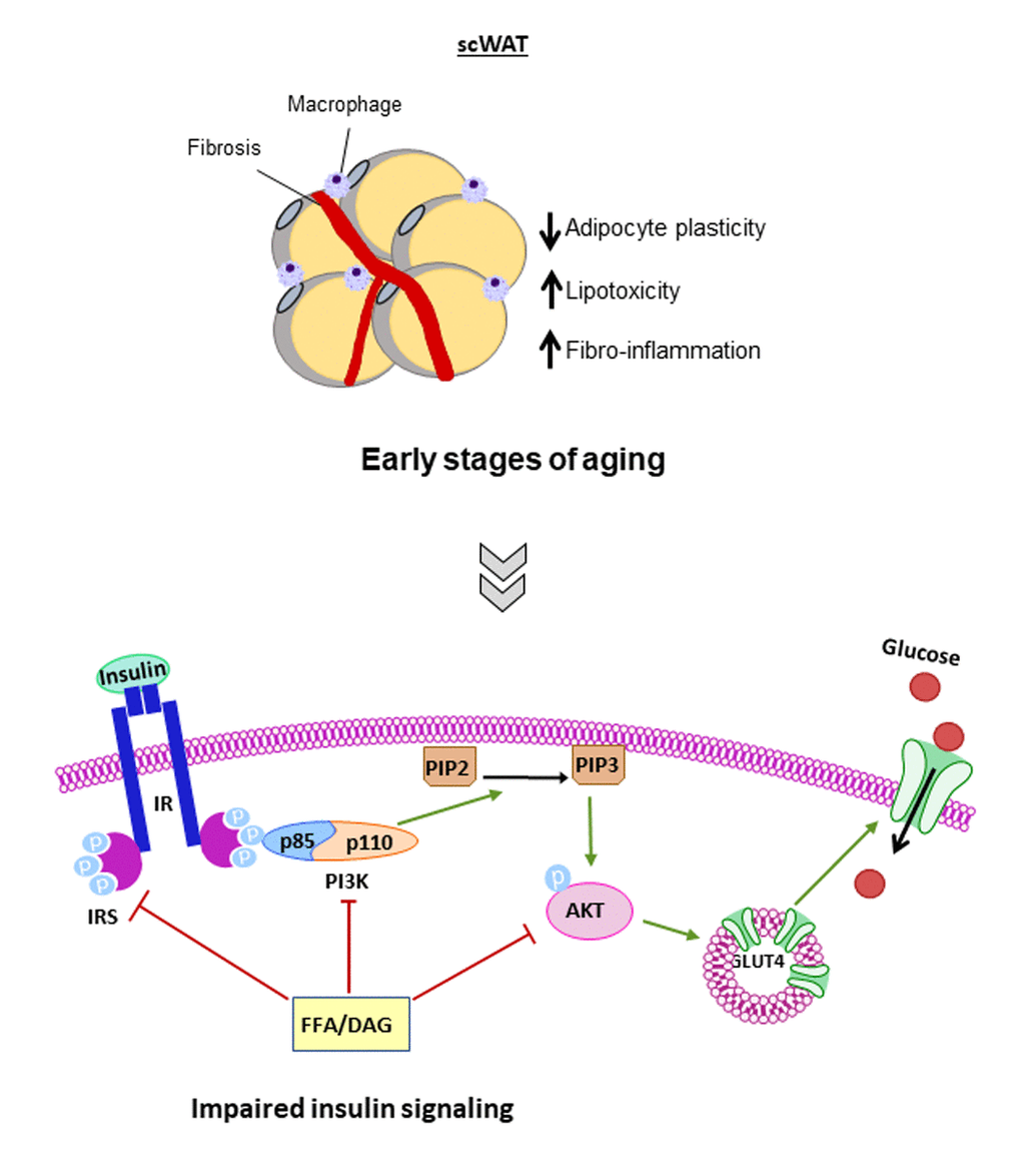 Altered processes in Subcutaneous WAT during the first stages of aging. Subcutaneous WAT (scWAT) shows a defect in hypertrophy and/or hyperplasia, fibrosis and inflammatory processes and insulin resistance (IR) appears progressively in this tissue during the first stages of aging. Insulin receptor substrate (IRS), phosphoinositol-3-kinase (PI3K), glucose transporter (GLUT), c-Jun kinases (JNK), protein kinase B (PKB or AKT), phosphatidylinositol (3,4,5)-tris- phosphate (PIP3), phosphatidylinositol 4,5-bisphosphate (PIP2), free fatty acids (FFA) and diacylglycerol (DAG).