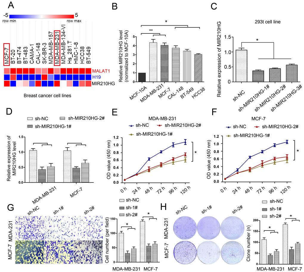 MIR210HG is up-regulated in breast cancer cell lines MDA-MB-231 and MCF-7, and knockdown MIR210HG inhibits cell proliferation, growth and invasion. (A) MIR210HG data set from the TCGA cell line database (The Atlas of ncRNA in cancer). (B) Real-time PCR results confirmed that MIR210HG was increased obviously in MDA-MB-231, MCF-7, 742T, 606T and MDA-MB-134 cell line. (C) shRNA-MIR210HG with high interference efficiency in 293t cell. (D) MIR210HG knockdown in MDA-MB-231 and MCF-7 transfected with shRNA was determined using qRT-PCR. (E and F) MTT assay indicated that shRNA-MIR210HG could significantly suppress the proliferation abilities of MDA-MB-231 and MCF-7 cells compared with negative control (sh-NC) group. (G) Invasion assay of MDA-MB-231 and MCF-7 cells with shRNA-MIR210HG by transwell assay. (H) Colony formation assay revealed that the silencing of MIR210HG greatly reduced the number of colonies of the MDA-MB-231 and MCF-7 cells in comparison with the sh-NC groups. *p 