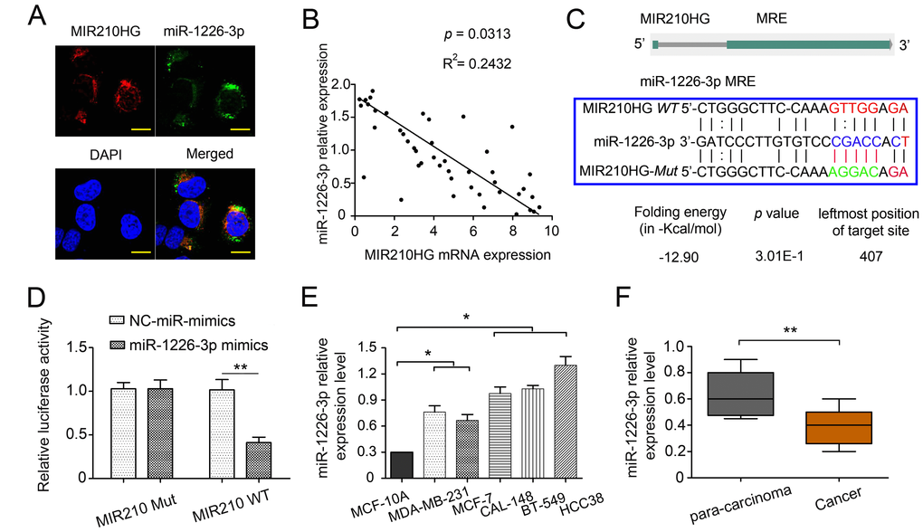 MIR210HG regulates miR-1226-3p by acting as a ceRNA. (A) MIR210HG colocalized with miR-1226-3p in IBC cell line MDA-MB-231 were detected by FISH assay, DAPI, 4′,6-diamidino-2-phenylindole, Magnification, × 400. (B) qRT-PCR results showed an inverse expression correlation between MIR210HG and miR-1226-3p in breast cancer tissues. (C) Diagram of wild-type (WT) and mutant (Mut) luciferase reporter plasmids, a putative miR-1226-3p target site in the 3′-UTR of MIR210HG mRNA was predicted in a bioinformatics analysis. (D) Luciferase reporter assay in human MDA-MB-231 cells co-transfected with WT and Mut type MIR210HG reporter and miR-1226-3p mimics. (E) qRT-PCR results showed that miR-1226-3p expression was lower in breast cancer cell lines (MDA-MB-231 and MCF-7 cells). (F) qRT-PCR results indicated miR-1226-3p was downregulated in IBC tissues compared with para-carcinoma groups. *p p 