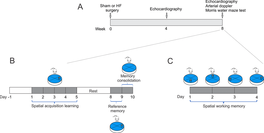 Study timeline illustrating experimental design. (A) At week 0, heart failure and Sham surgery were made. After 4 weeks, heart failure rats were evaluated by echocardiography to determine cardiac diameters. At 8-weeks, echocardiography, arterial doppler and procedures for assessing spatial and related forms of learning and memory were performed. (B) To determine spatial acquiring learning, rats were trained for two day, then tested for five consecutive days, followed by two days of rest, and three more days of testing. The 10th day, the platform was removed. (C) Followed spatial acquiring learning and after 2 days of rest, same set of rats performed memory flexibility test for four consecutive days and the position of the platform was changed daily.