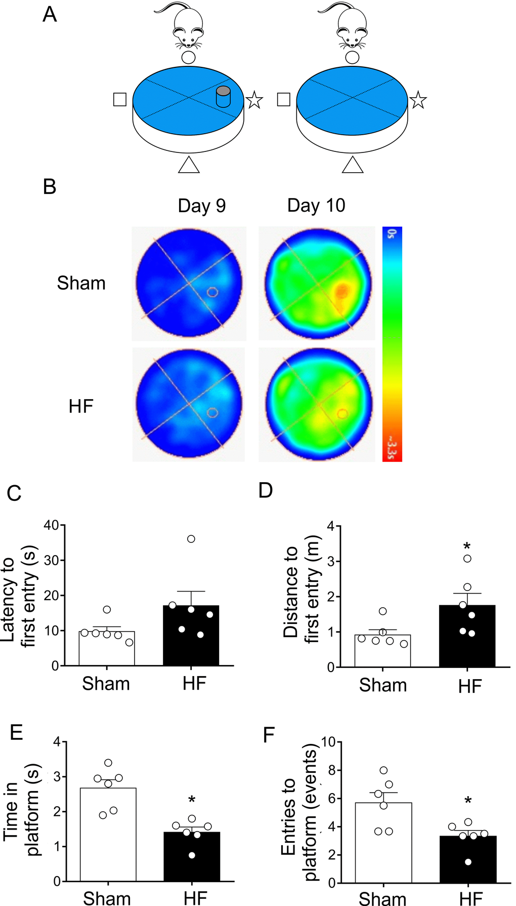 Heart failure (HF) rats showed consolidation memory decline. (A) Representative cartoon showing the rat and platform position in the pool. (B) Representative trajectory heat maps obtained from one Sham rat and one HF rat during Water Maze test during day 9 and 10. Contrary to day 9, in day 10 the platform was removed. Pseudocolor intensity indicate the time latency that the rat remained swimming and searching for the platform. Contrarily to Sham rats, HF animals showed less persistence in the place where the platform was originally located. (C) Summary data showing latency to first entry to the place where the platform was located (day 9). (D) Summary data showing the distance for first entry to the place where the platform was located (day 9). HF rats travelled more distance to first entry compared to Sham animals. (E, F) HF rats display a significant decrease in the time and entries to the place where the platform was located (compared to day 9). Values are means ± S.E.M. *, p