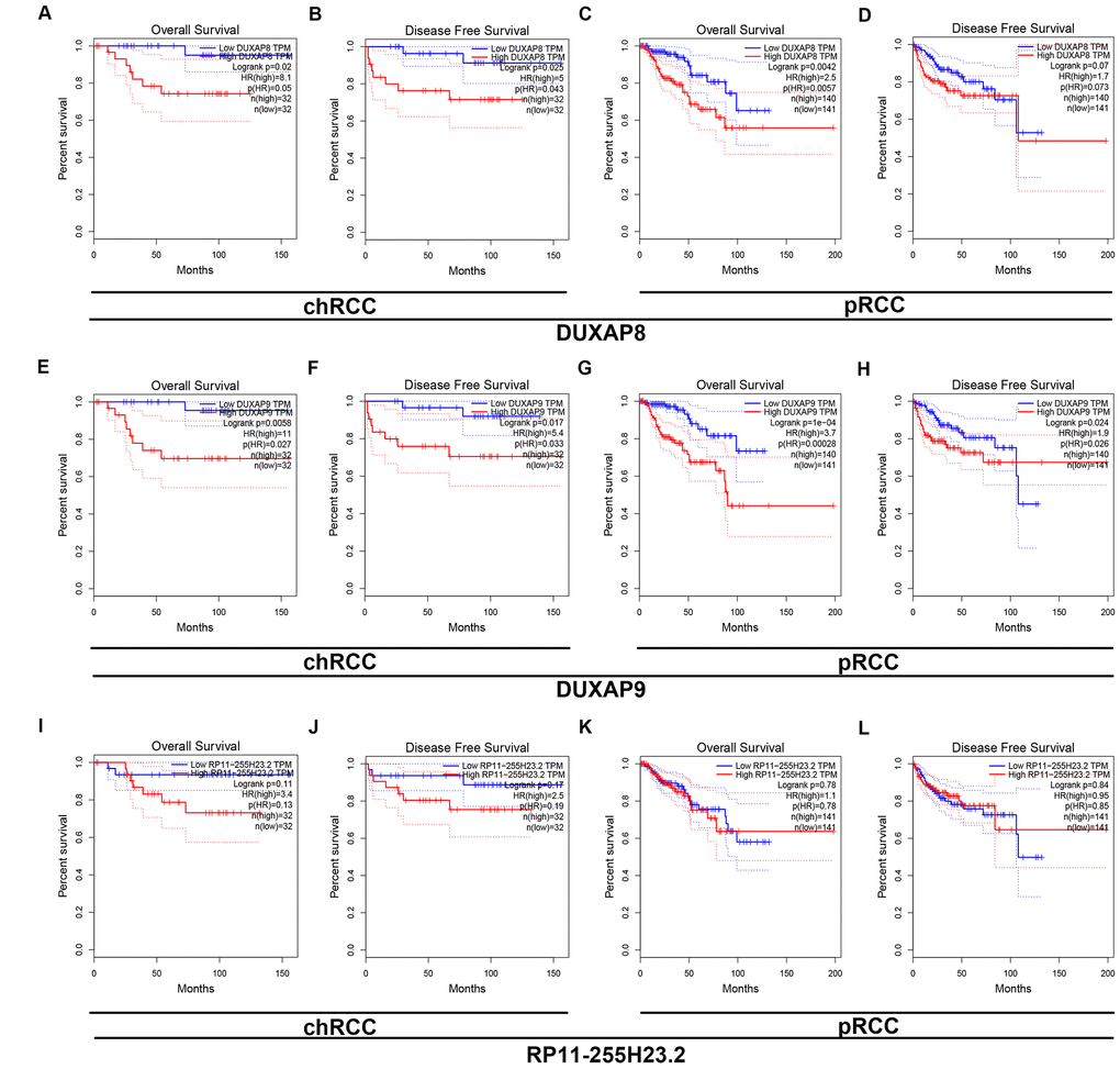 Survival analysis of DUXAP8 and DUXAP9 in chRCC (chromophobe renal cell carcinoma) and pRCC (papillary renal cell carcinoma). (A) Prognostic value (overall survival) of DUXAP8 in chRCC; (B) prognostic value (disease free survival) of DUXAP8 in chRCC; (C) prognostic value (overall survival) of DUXAP8 in pRCC; (D) prognostic value (disease free survival) of DUXAP8 in pRCC; (E) prognostic value (overall survival) of DUXAP9 in chRCC; (F) prognostic value (disease free survival) of DUXAP9 in chRCC; (G) prognostic value (overall survival) of DUXAP9 in pRCC; (H) prognostic value (disease free survival) of DUXAP9 in pRCCs.