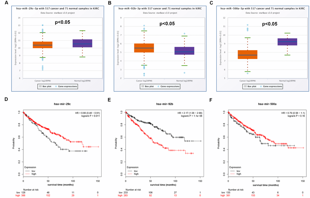 Expression and survival analysis of miRNAs in clear cell renal cell carcinoma (ccRCC or KIRC). (A) Box-whisker plot showed expression of hsa-miR-29c-3p in ccRCC compared with normal controls (three horizontal lines in the box plot represent minimum, median and maximum); (B) box-whisker plot showed expression of hsa-miR-92b-3p in ccRCC compared with normal controls (three horizontal lines in the box plot represent minimum, median and maximum); (C) box-whisker plot showed expression of hsa-miR-500a-3p in ccRCC compared with normal controls (three horizontal lines in the box plot represent minimum, median and maximum); (D) prognostic value of hsa-miR-29c-3p in ccRCC; (E) prognostic value of hsa-miR-92b-3p in ccRCC; (F) prognostic value of hsa-miR-500a-3p in ccRCC.