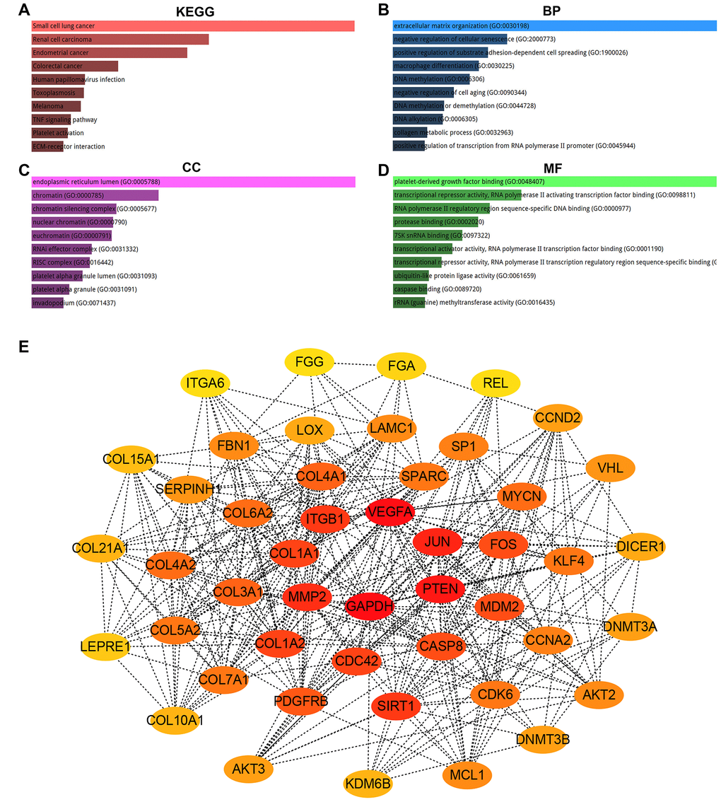 KEGG pathway enrichment, GO functional annotation and PPI network analysis for target genes of hsa-miR-29c-3p. (A) The top 10 enriched KEGG pathway items; (B) the top 10 enriched biological process (BP) items; (C) the top 10 enriched cellular component (CC) items; (D) the top 10 enriched molecular function (MF) items; (E) the top 47 hub genes (node degree >= 10) in PPT network of target genes.