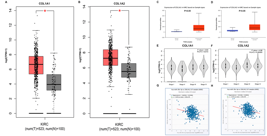 COL1A1 and COL1A2 were identified as two potential target genes of DUXAP8 and DUXAP9. (A) Box-whisker plot represented expression of COL1A1 in clear cell renal cell carcinoma (ccRCC or KIRC) compared with normal controls determined by GEPIA database; (B) Box-whisker plot represented expression of COL1A2 in ccRCC compared with normal controls determined by GEPIA database; (C) expression of COL1A1 in ccRCC compared with normal controls determined by UALCAN database; (D) expression of COL1A2 in ccRCC compared with normal controls determined by UALCAN database; (E) expression of COL1A1 among major stages in ccRCC determined by GEPIA database; (F) expression of COL1A2 among major stages in ccRCC determined by GEPIA database; (G) correlation analysis between has-miR-29c-3p and COL1A1 in ccRCC; (H) correlation analysis between has-miR-29c-3p and COL1A2 in ccRCC. “*” represents P-value less than 0.05. Three horizontal lines in the box plot represent minimum, median and maximum, respectively.