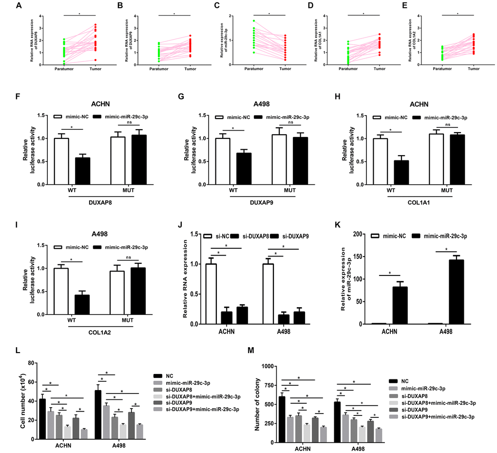 Pseudogenes DUXAP8 and DUXAP9 promote tumor growth via suppression of miR-29c-3p-COL1A1/COL1A2 axis in renal cell carcinoma. (A) The expression of pseudogene DUXAP8 in renal cell carcinoma samples and normal controls; (B) the expression of pseudogene DUXAP9 in renal cell carcinoma samples and normal controls; (C) the expression of miR-29c-3p in renal cell carcinoma samples and normal controls; (D) the expression of COL1A1 in renal cell carcinoma samples and normal controls; (E) the expression of COL1A2 in renal cell carcinoma samples and normal controls; (F) miR-29c-3p suppressed Renilla luciferase activity of the reporters containing the wild-type but not mutant DUXAP8 in ACHN cell line; (G) miR-29c-3p suppressed Renilla luciferase activity of the reporters containing the wild-type but not mutant DUXAP9 in A498 cell line; (H) miR-29c-3p suppressed Renilla luciferase activity of the reporters containing the wild-type but not mutant COL1A1 in ACHN cell line; (I) miR-29c-3p suppressed Renilla luciferase activity of the reporters containing the wild-type but not mutant COL1A2 in A498 cell line; (J) the knockdown effect of si-DUXAP8 and si-DUXAP9 in ACHN and A498 cell lines; (K) the overexpression effect of miR-29c-3p mimic in ACHN and A498 cell lines; (L) knockdown of pseudogene DUXAP8/DUXAP9 or/and overexpression of miR-29c-3p inhibited cell growth in vitro; (M) knockdown of pseudogene DUXAP8/DUXAP9 or/and overexpression of miR-29c-3p suppressed the colony formation of cell lines in renal cell carcinoma. “*” represents P-value less than 0.05. Abbreviations: MUT, mutant; WT, wild type.
