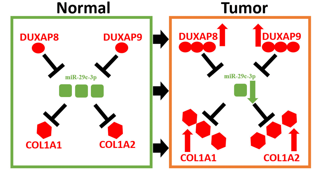 Model of DUXAP8/DUXAP9-miR-29c-3p-COL1A1/COL1A2 axis in renal cell carcinoma.