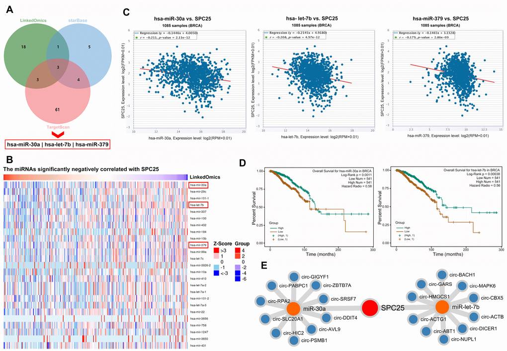 miRNAs and circRNAs that might modulate SPC25. (A) Three miRNA prediction datasets were used to select miRNAs of interest. (B) miRNAs negatively correlated with SPC25 mRNA expression. (C) starBase showed that SPC25 mRNA expression was negatively correlated with the expression of miR-30a, let-7b, and miR-379. (D) Patients with lower miR-30a or let-7b expression had shorter survival times. (E) Top 10 circRNAs interacting with miR-30a or let-7b identified by starBase.