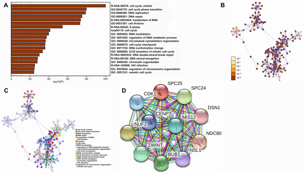 Functional enrichments and protein interactions of SPC25. (A) Results of KEGG analysis of genes co-expressed with SPC25. (B) The network of enriched terms colored by p-value; terms containing more genes tend to have smaller p-values. (C) The network of enriched terms colored by cluster ID; nodes that share the same cluster ID are typically close to each other. (D) Interactions between SPC25 and other proteins.