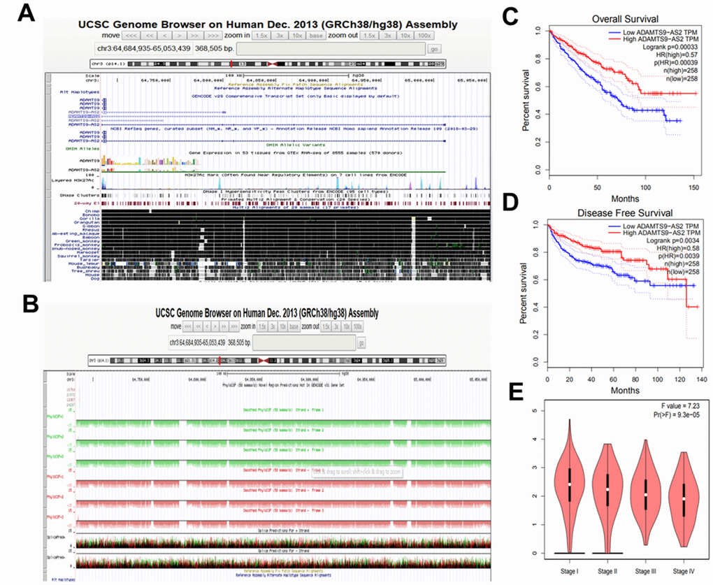 ADAMTS9-AS2 is a lncRNA suggested by its bioinformatics analyses. (A) The chromosomal location and conservation analysis of ADAMTS9-AS2 using UCSC database. (B) Protein-coding potential of ADAMTS9-AS2 predicted by PhyloCSF database. (C) Extended overall survival of patients with high expression of ADAMTS9-AS2 in KIRC. (D) Extended disease free survival of patients with high expression of ADAMTS9-AS2 in KIRC. (E) The expression level of ADAMTS9-AS2 was decreased along with KIRC stage grade increased. ADAMTS9-AS2, ADAM metallopeptidase with thrombospondin type 1 motif, 9 antisense RNA 2; lncRNA, long non-coding RNA; KIRC, kidney renal clear cell carcinoma.
