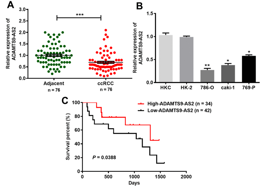 ADAMTS9-AS2 expression is clearly downregulated in ccRCC tissues and cell lines. (A) ADAMTS9-AS2 showed decreased levels of expression in 76 clinical ccRCC tissues compared to those of the normal adjacent tissues, as analyzed by qRT-PCR. (B) ADAMTS9-AS2 displayed significantly decreased expression levels in three ccRCC cell lines (786-O, caki-1 and 769-P) compared to those of two normal renal proximal tubular epithelial cell lines (HKC, HK-2). (C) Kaplan-Meier analysis of the association between ADAMTS9-AS2 expression and the survival time in 76 clinical ccRCC patients. Three independent experiments were performed and data shown are mean ± SD. Statistically significant differences are indicated as *, PPPt-test. ADAMTS9-AS2, ADAM metallopeptidase with thrombospondin type 1 motif, 9 antisense RNA 2; ccRCC, clear cell renal cell carcinoma; qRT-PCR, quantitative real-time polymerase chain reaction; SD, standard deviation.