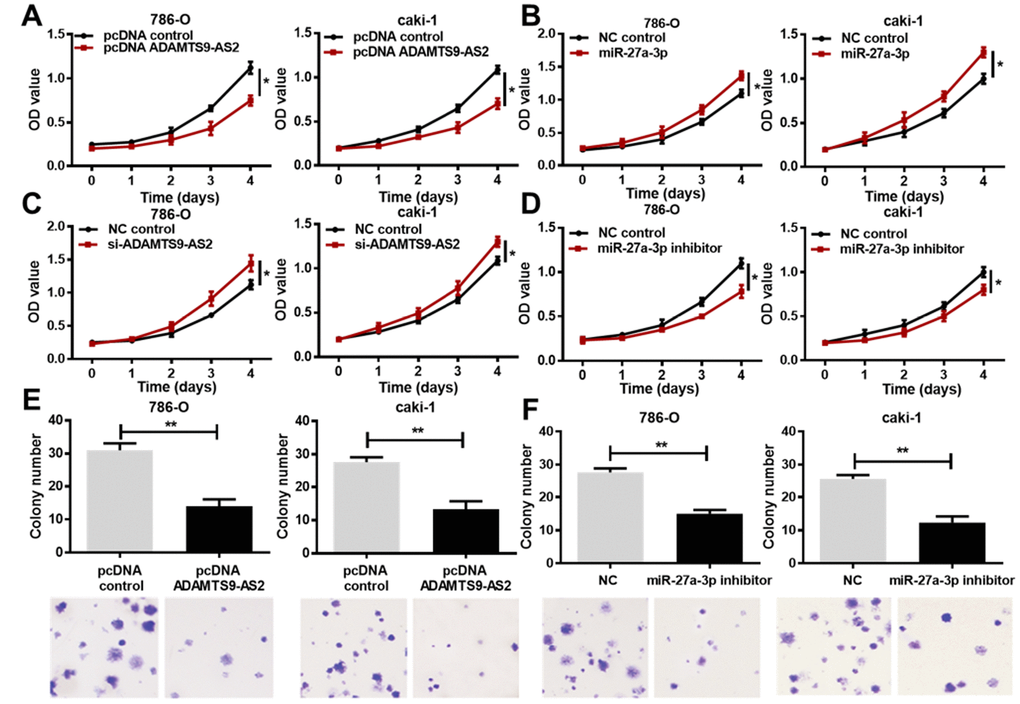 ADAMTS9-AS2 overexpression and miR-27a-3p knockdown inhibit ccRCC cell proliferation. (A) 786-O and caki-1 cells transfected with pcDNA ADAMTS9-AS2 exhibited decreased proliferation compared to those with pcDNA control, based on the MTS assay. (B) 786-O and caki-1 cells transfected with miR-27a-3p exhibited increased proliferation compared to cells transfected with NC, based on the MTS assay. (C) 786-O and caki-1 cells transfected with si-ADAMTS9-AS2 displayed preferable proliferation compared to cells transfected with NC, based on the MTS assay. (D) 786-O and caki-1 cells transfected with miR-27a-3p inhibitor exhibited decreased proliferation compared to cells transfected with NC, based on the MTS assay. (E) Colony formation and crystal violet staining assays were performed in 786-O and caki-1 cells transfected with pcDNA control or pcDNA ADAMTS9-AS2, or (F) in 786-O and caki-1 cells transfected with NC or miR-27a-3p inhibitor. ADAMTS9-AS2 overexpression and miR-27a-3p knockdown significantly repressed colony formation of ccRCC cells. Scale bar = 100 μm. Three independent experiments were performed and data shown are mean ± SD. Statistically significant differences are indicated as *, PPt-test. ADAMTS9-AS2, ADAM metallopeptidase with thrombospondin type 1 motif, 9 antisense RNA 2; miR-27a-3p, microRNA-27a-3p; MTS, (3-(4,5-dimethylthiazol-2-yl)-5-(3-carboxymethoxyphenyl)-2-(4-sulfop-henyl)-2H-tetrazolium); si, small interfering; NC, negative control; ccRCC, clear cell renal cell carcinoma; SD, standard deviation.