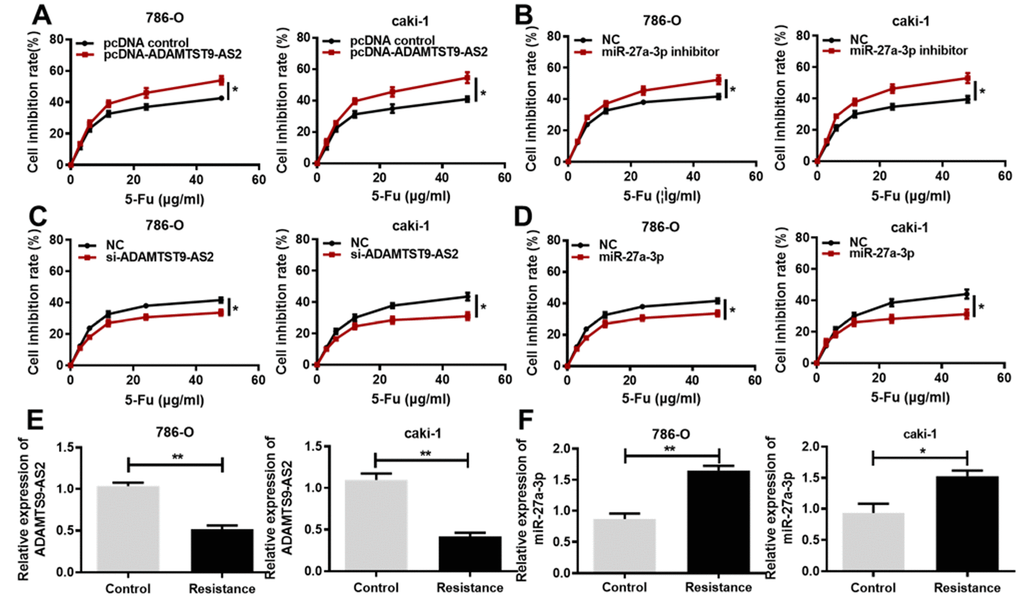 ADAMTS9-AS2 overexpression and miR-27a-3p knockdown decrease ccRCC cell chemoresistance to 5-Fu. (A) MTS assays were performed in 786-O and caki-1 cells transfected with pcDNA control or pcDNA ADAMTS9-AS2 and treated with the indicated concentrations of 5-Fu. (B) MTS assays were performed in 786-O and caki-1 cells transfected with NC or miR-27a-3p inhibitor and treated with the indicated concentrations of 5-Fu. (C) MTS assays were performed in 786-O and caki-1 cells transfected with NC or si-ADAMTS9-AS2 and treated with the indicated concentrations of 5-Fu. (D) MTS assays performed in 786-O and caki-1 cells transfected with NC or miR-27a-3p and treated with the indicated concentrations of 5-Fu. (E) Expression levels of ADAMTS9-AS2 and (F) miR-27a-3p were determined by qRT-PCR in 5-Fu-resistant 786-O and caki-1 cells. Three independent experiments were performed and data shown are mean ± SD. Statistically significant differences are indicated as *, PPt-test. ADAMTS9-AS2, ADAM metallopeptidase with thrombospondin type 1 motif, 9 antisense RNA 2; miR-27a-3p, microRNA-27a-3p; ccRCC, clear cell renal cell carcinoma; MTS, (3-(4,5-dimethylthiazol-2-yl)-5-(3-carboxymethoxyphenyl)-2-(4-sulfop-henyl)-2H-tetrazolium); si, small interfering; NC, negative control; qRT-PCR, quantitative real-time polymerase chain reaction; SD, standard deviation.