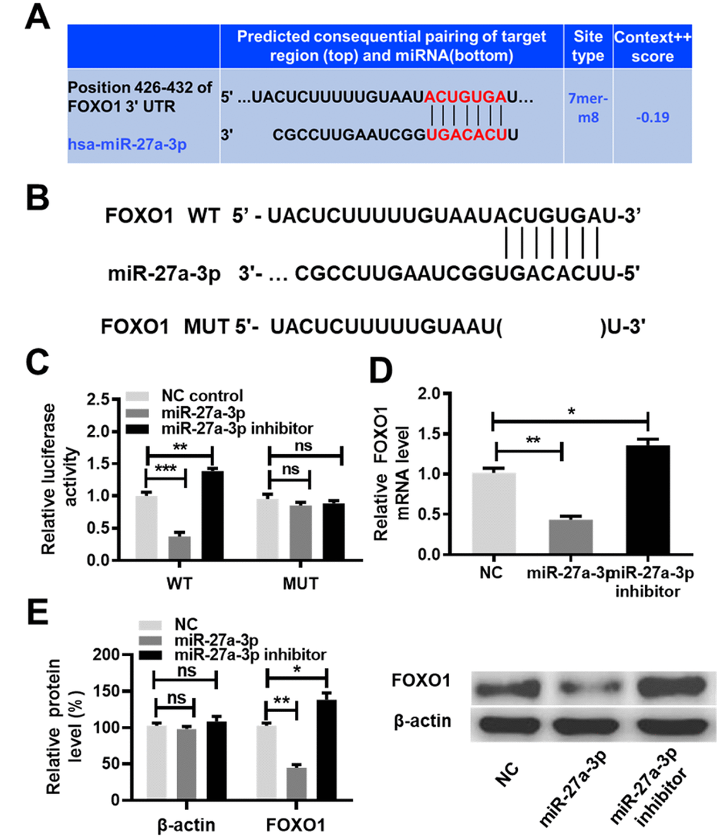 MiR-27a-3p targets FOXO1 and inhibits its expression. (A) Predicted consequential pairing of the target region (FOXO1 3′UTR) and miR-27a-3p from TargetScan (http://www.targetscan.org/vert