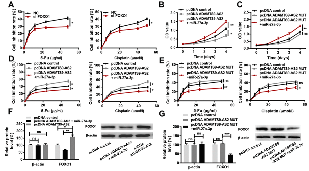 ADAMTS9-AS2 impedes ccRCC cell proliferation and chemoresistance by acting as a miR-27a-3p sponge. (A) MTS assays were performed in caki-1 cells transfected with NC or si-FOXO1 and treated with the indicated concentrations of 5-Fu or Cisplatin. (B) MTS assays were performed in caki-1 cells transfected with pcDNA control, pcDNA ADAMTS9-AS2, or pcDNA ADAMTS9-AS2 simultaneous with miR-27a-3p, respectively. (C) MTS assays were performed in caki-1 cells transfected with pcDNA control, pcDNA ADAMTS9-AS2 MUT or pcDNA ADAMTS9-AS2 MUT simultaneous with miR-27a-3p, respectively. (D) MTS assays were performed in caki-1 cells transfected with pcDNA control, pcDNA ADAMTS9-AS2, or pcDNA ADAMTS9-AS2 simultaneous with miR-27a-3p and treated with the indicated concentrations of 5-Fu or Cisplatin. (E) MTS assays were performed in caki-1 cells transfected with pcDNA control, pcDNA ADAMTS9-AS2 MUT, or pcDNA ADAMTS9-AS2 MUT simultaneous with miR-27a-3p and treated with the indicated concentrations of 5-Fu or Cisplatin. (F) The expression of FOXO1 at the protein level was determined in caki-1 cells transfected with pcDNA control, pcDNA ADAMTS9-AS2, or pcDNA ADAMTS9-AS2 simultaneous with miR-27a-3p by western blot analysis. (G) The expression of FOXO1 at protein level was determined in caki-1 cells transfected with pcDNA control, pcDNA ADAMTS9-AS2 MUT or pcDNA ADAMTS9-AS2 MUT simultaneous with miR-27a-3p by western blot analysis. Three independent experiments were performed and data shown are mean ± SD. Statistically significant differences are indicated as *, PPPt-test among two groups; ANOVA among multiple groups. ADAMTS9-AS2, ADAM metallopeptidase with thrombospondin type 1 motif, 9 antisense RNA 2; ccRCC, clear cell renal cell carcinoma; miR-27a-3p, microRNA-27a-3p; MTS, 3-(4,5-dimethylthiazol-2-yl)-5-(3-carboxy-methoxyphenyl)-2-(4-sulfop-henyl)-2H-tetrazoli-um); NC, negative control; si, small interfering; FOXO1, Forkhead Box Protein O1; MUT, mutant type; SD, standard deviation.