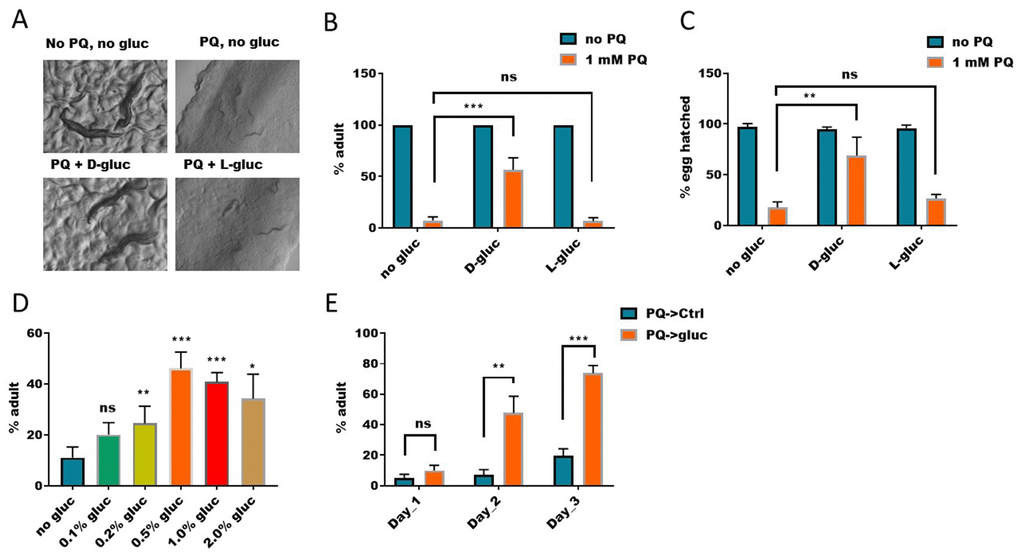 Elevated glucose metabolism suppresses paraquat-induced development arrest. (A) D-glucose but not L-glucose suppressed paraquat-induced development arrest. To synchronize eggs to the same development stage, eggs were collected from gravid worms within 2 hours. Synchronized eggs were then raised on nematode growth medium (NGM) agar plate with or without 1mM paraquat (PQ) and 1% glucose (D-gluc or L-gluc) for 4 days. Animals were imaged on plate with stereomicroscope. Representative images of 3 independent experiments were shown. (B) Quantification of animals developed to adulthood under paraquat and glucose treated conditions. C. elegans were treated as in (A) and percentage of animals reaching adulthood under indicated treatments were calculated and the mean values of 3 independent experiments (n>250) were plotted with error bars showing standard deviation (SD). P values were obtained by student’s t-test: ***, PC) D-glucose but not L-glucose suppressed paraquat-induced embryo lethality. Synchronized eggs from C. elegans were raised on NGM agar plate with or without paraquat (1mM) and 1% glucose (D-glucose or L-glucose). Hatching rate were calculated and the mean values of 3 independent experiments (n>300) were plotted with error bars showing the standard deviation. P values by student’s t-test: **, PD) Dose-dependent effect of glucose on suppressing paraquat-induced developmental arrest. Synchronized eggs were raised on NGM agar plate with 1mM paraquat and indicated concentration of D-glucose for 4 days. The means of percentage of animals reaching adulthood from 3 independent experiments (n>300) were plotted, with error bars showing the standard deviation. P values by student’s t-test: *, PE) Glucose suppression of paraquat-induced toxicity occurred in vivo. Synchronized eggs from C. elegans were raised on NGM agar plate with 1mM paraquat without glucose for 2 days, then transferred to D-glucose plate without paraquat for indicated time points. The means of percentage of animals reaching adulthood from 3 experiments (n>250) were plotted, with error bars showing the standard deviation. P values by student’s t-test: **, P